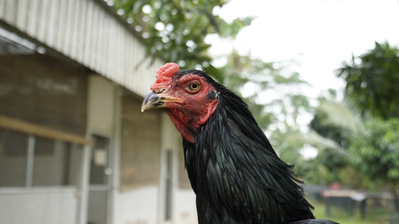 Update stock ayam 1 - 2,5 bulan, Sango Farm Serpong