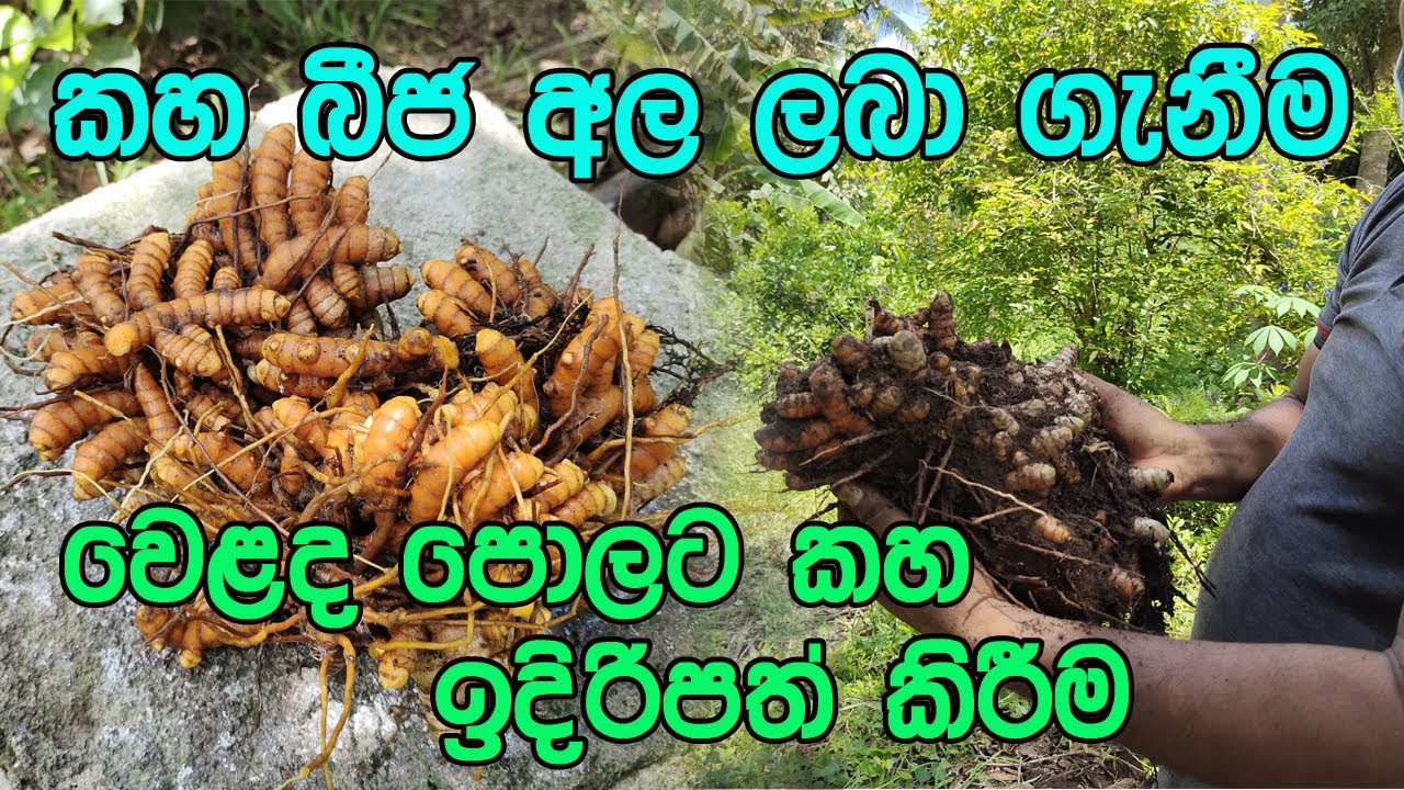 කහ බීජ අල නිවැරදිව ලබා ගනිමු / Kaha Beeja laba ganimu / kaha wagawa sinhala /turmeric cultivation