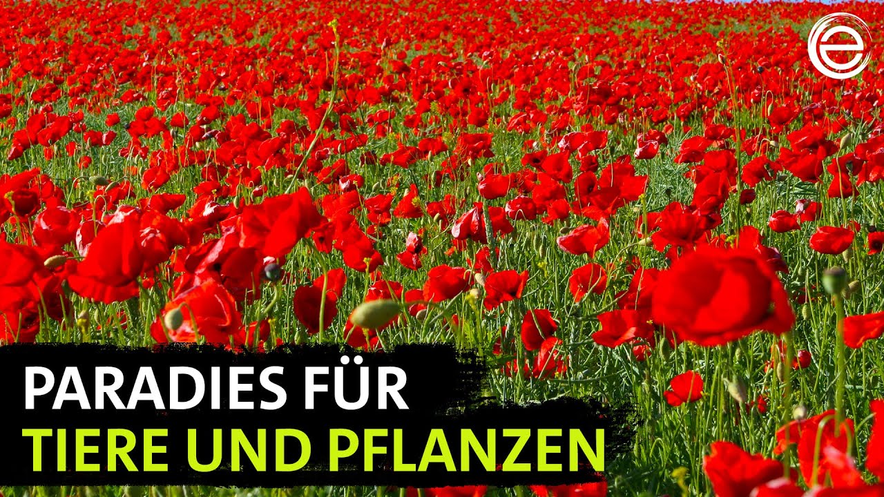 Wildes Deutschland – Die Uckermark | Erlebnis Erde