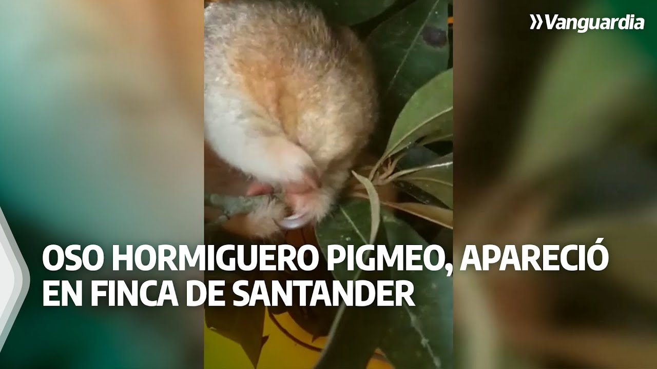 Oso hormiguero pigmeo, en peligro de extinción, apareció en finca de Santander. | Vanguardia