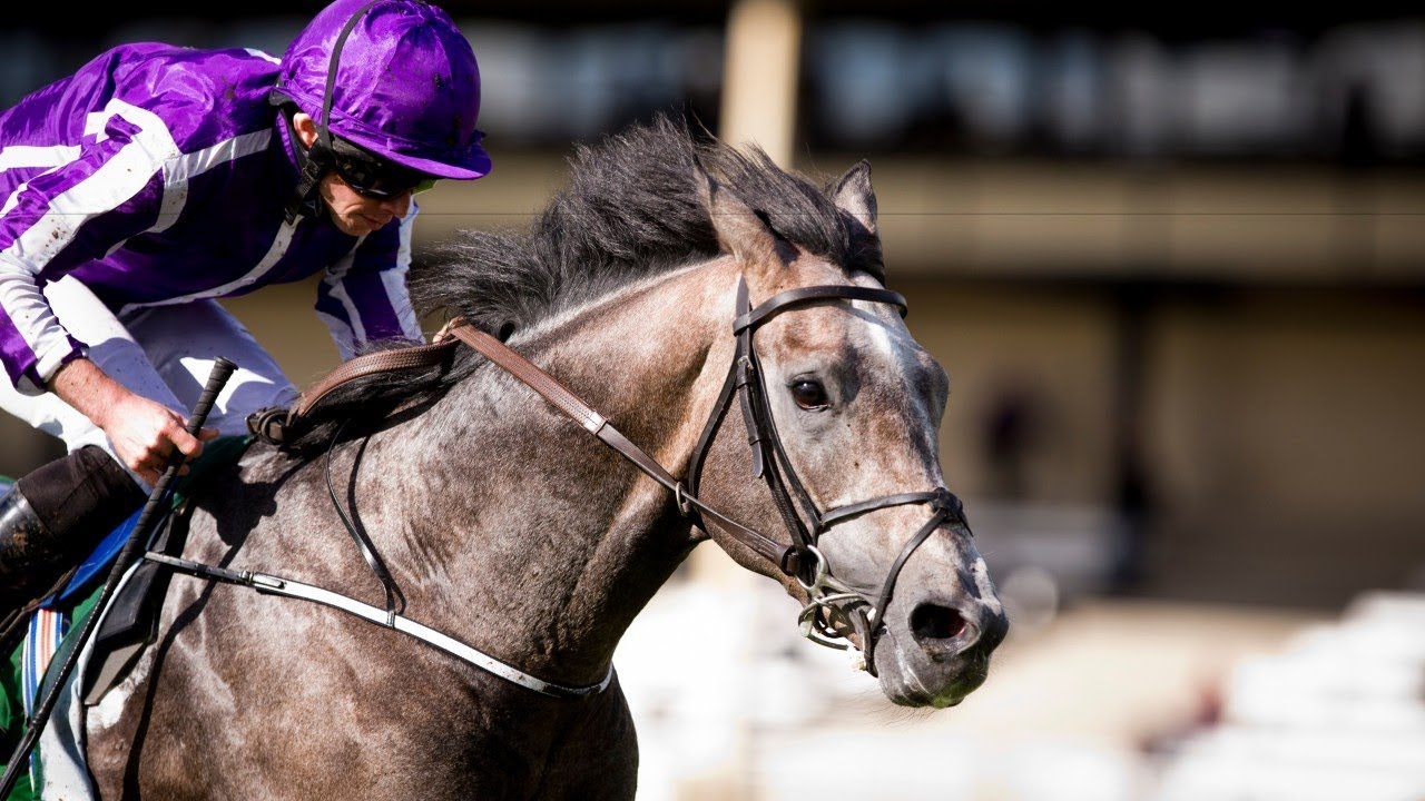 Capri - Dubai Duty Free Irish Derby (2017)