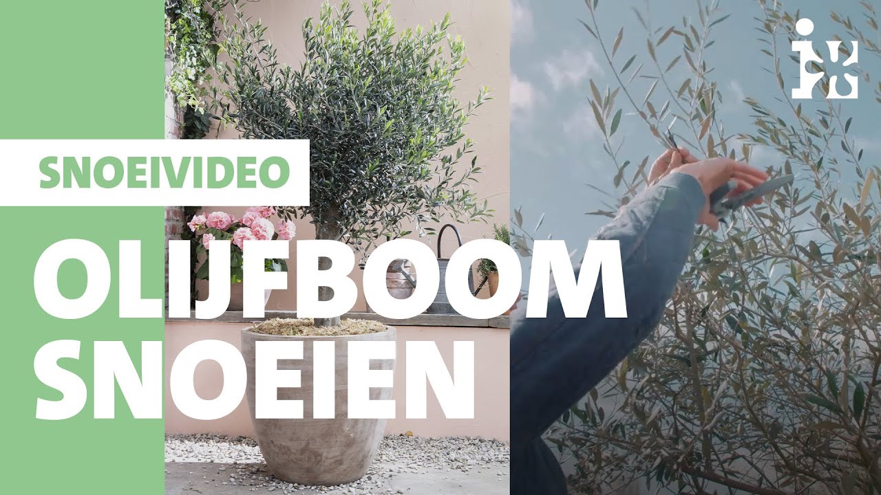 Intratuin - Olijfboom snoeien