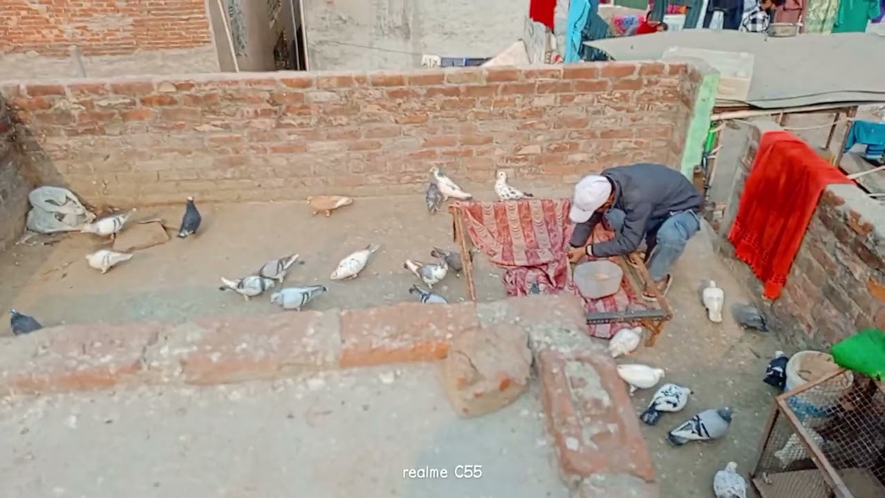 🕊Ak or kabutar Mar Gaya🕊😔😔