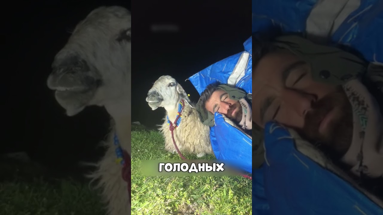 Спит с ЯГНЯТАМИ ради выживания 😱🔥🐑