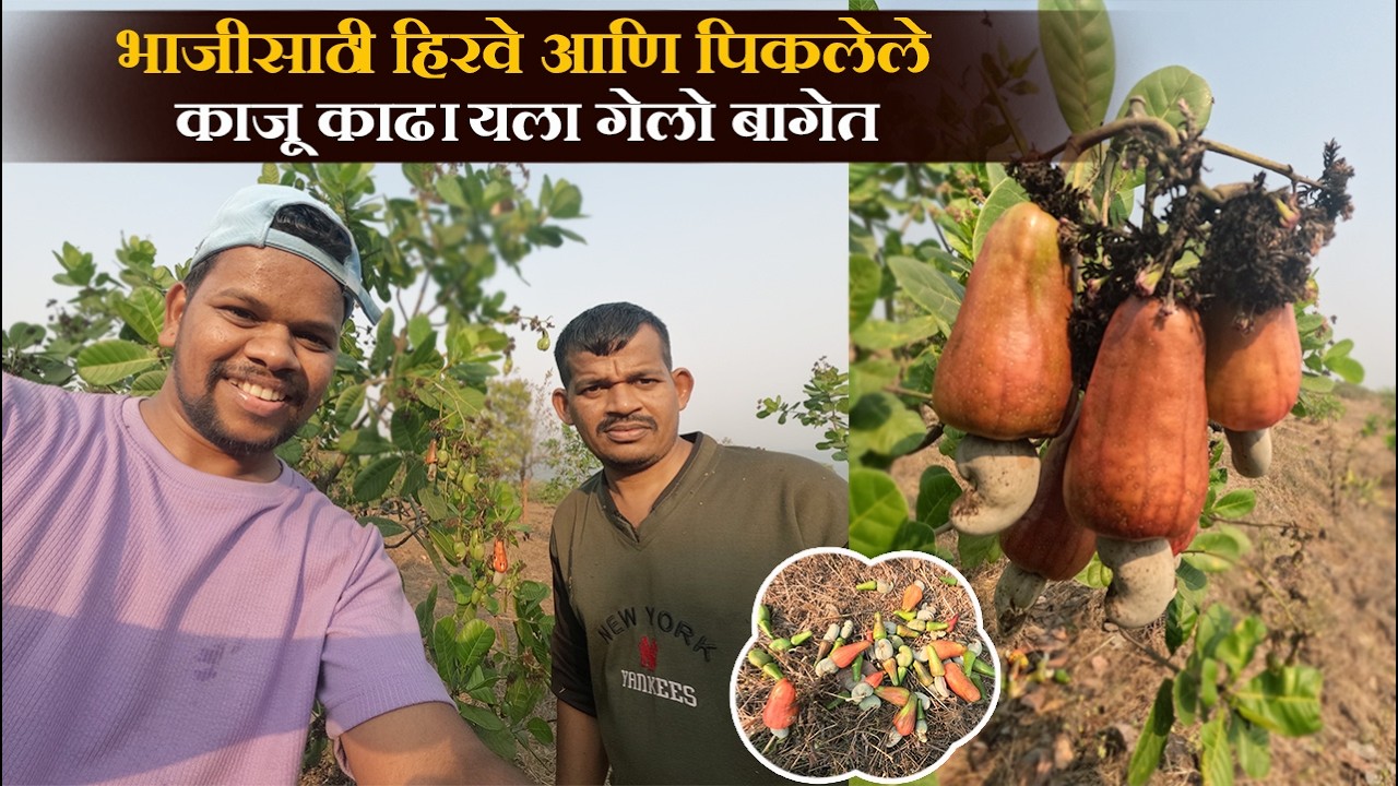 2026 भाजीसाठी हिरवे आणि पिकलेले काजू काढायला गेलो बागेत l Pramod Dasam 