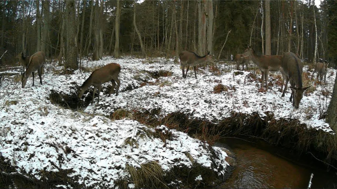 Jurajska fauna okiem fotopułapki - tydzień 52 część 1
