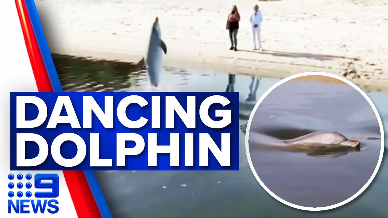 Bottlenose dolphin stranded at Adelaide beach | 9 News Australia