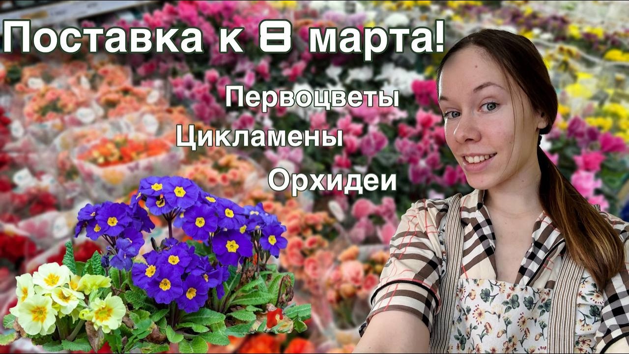 ОБЗОР поставки растений к 8 марта в ЛЕМАНА ПРО | Первоцветы, шикарные стрелиции и сухие орхидеи
