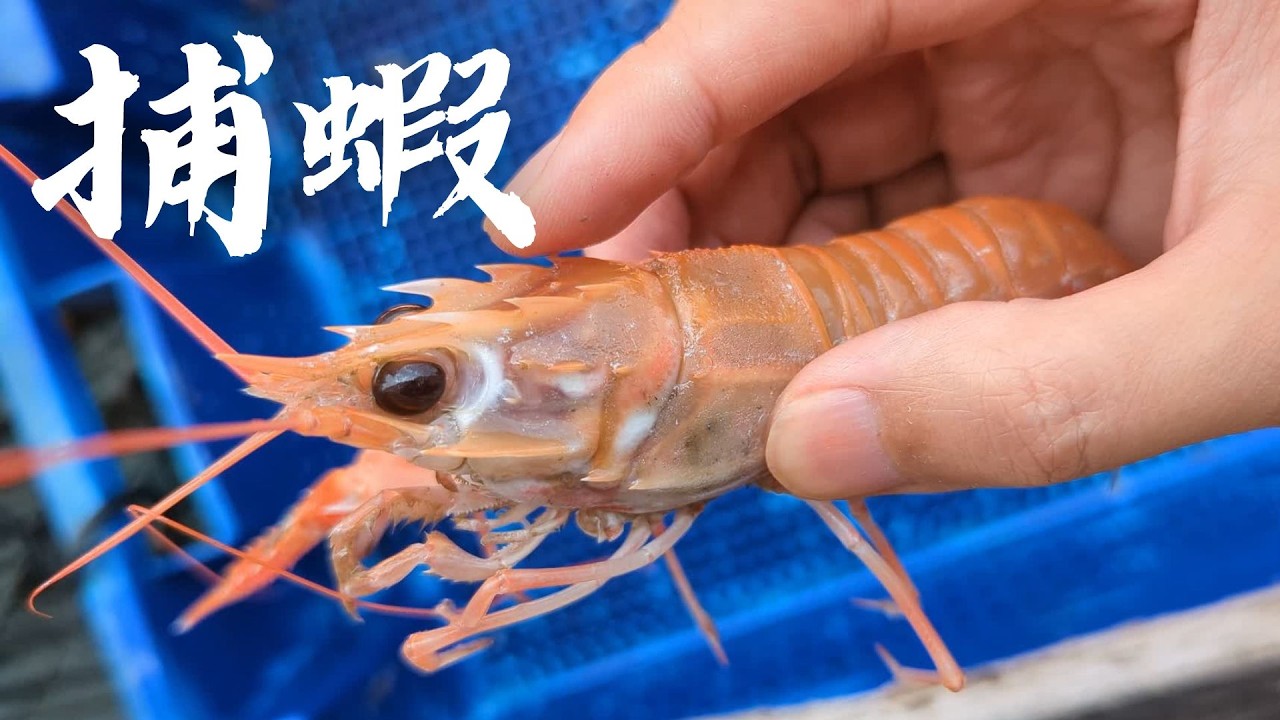 【從海洋到餐桌EP.8】捕到蝦在船上就吃起來。| 大溪漁港拖網漁船作業實錄。