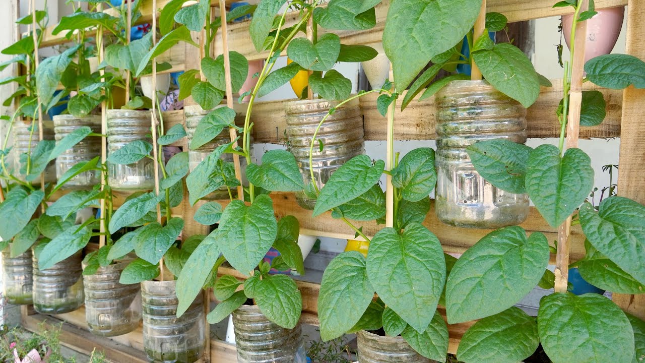 Recycle Series of Plastic Bottles Growing Vegetables at Home, Grow Malabar Spinach
