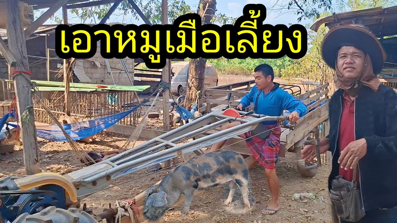 มาเอาหมูกับหญิงแขกเมือเลี้ยงเอาลูกมันจ้า