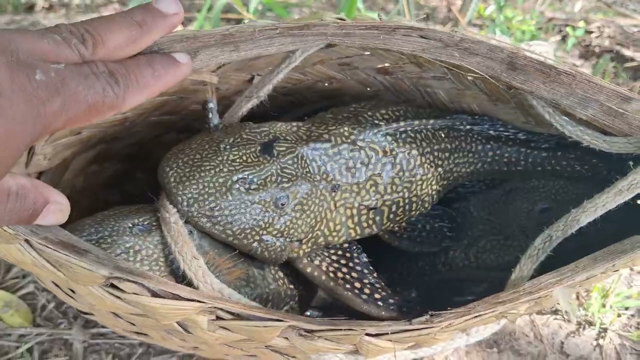 Pesca de boi acavir