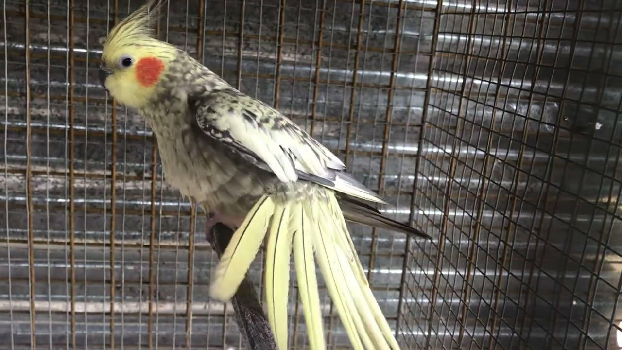 Cockatiel @smpets #cockatielbird #cockatielbreeding #parrot #birds #birdslover