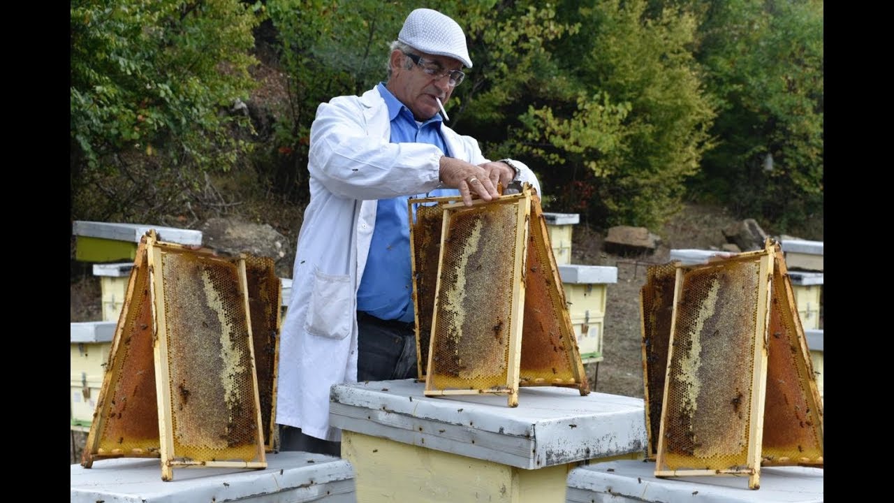 Ari i Kolonjës. Historia e një bletërritësi të famshëm në Gërmenj!