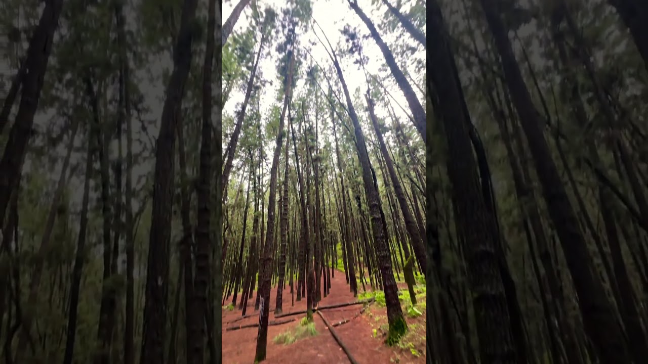 Vagamon Pine Forest 🌲#vagamon #vagamonhills #vagamonpineforest #pineforest