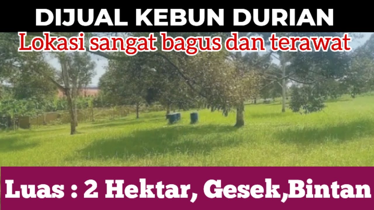 Subscribe Chanel ini bnyk manfaatnya ❗ Kebun durian Istimewa Lokasi Di Gesek Bintan Luas 2 Ha 