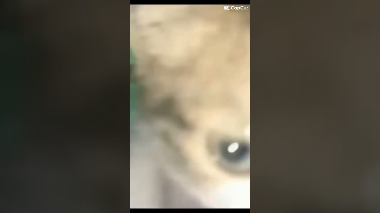 gato dando risada confiante
