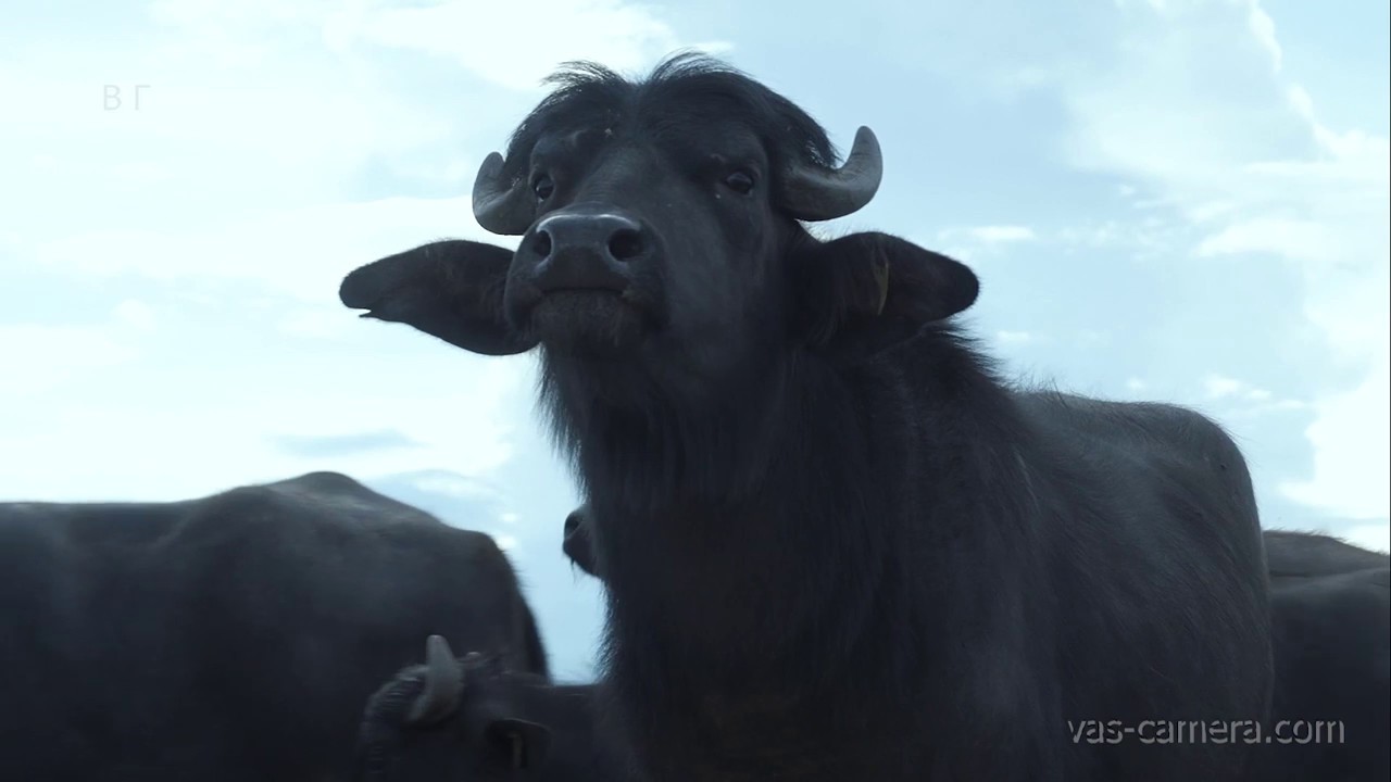 herd of buffaloes in bulgaria