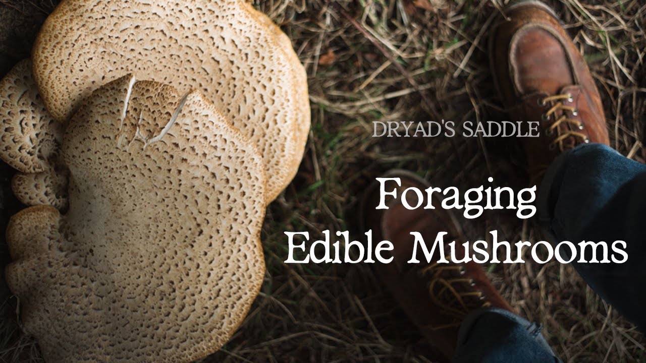 Identifying Dryad's Saddle (Polyporus Squamosus) - Edible Mushrooms UK