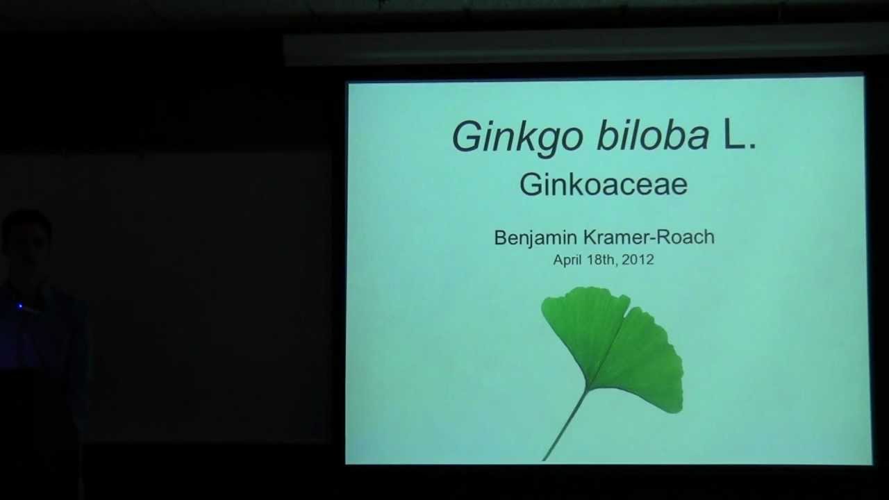 Ginkgo biloba (Ginkgo)