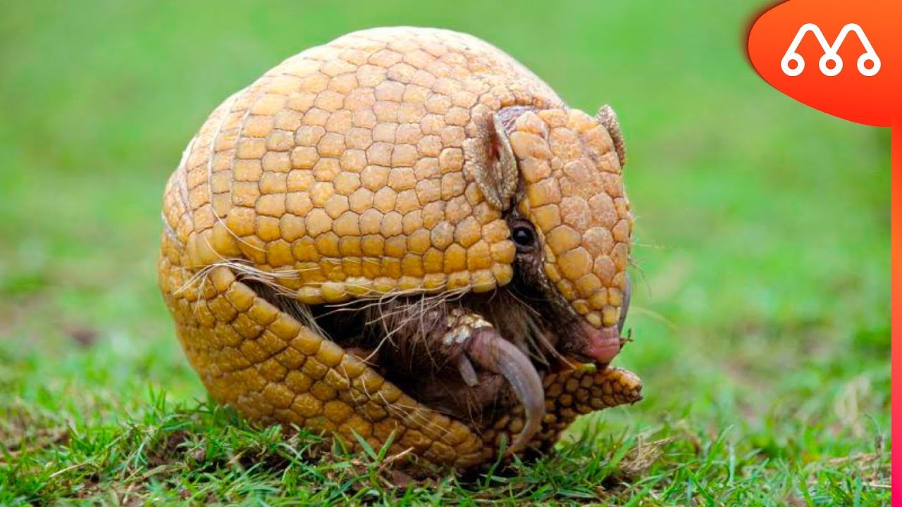 QUANDO O TATU VIRA BOLA