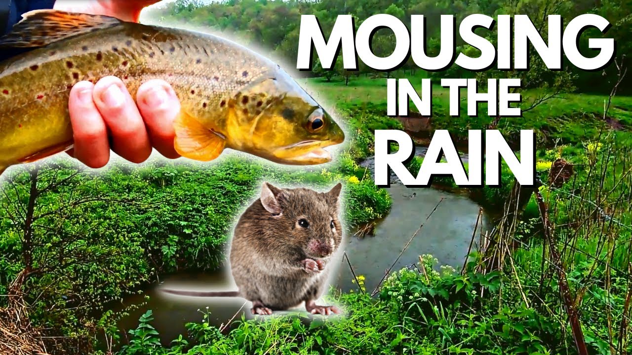 MOUSING for brown trout in the rain! VIOLENT STRIKES! (Tenkara Fly Fishing) #テンカラ #tenkara #fishing