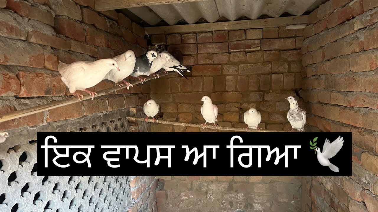ਜਿਹੜੇ ਦੋ ਕਬੂਤਰ ਰਾਤ ਨੂੰ ਬਾਹਰ ਰੇ ਗਏ ਸੀ 🕊️॥ ਉੱਨਾ ਚੋ ਇਕ ਵਾਪਸ ਆ ਗਿਆ 🕊️॥ ਨਾਲੇ ਮੀਂਹ ਵੀ ਬਹੁਤ ਪਈਆ 🌧️॥ 