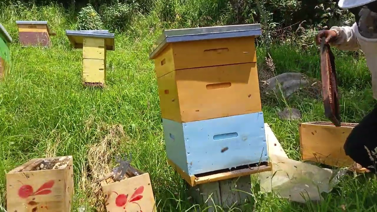Cómo reforzar una colmena de abejas para producir miel 🍯