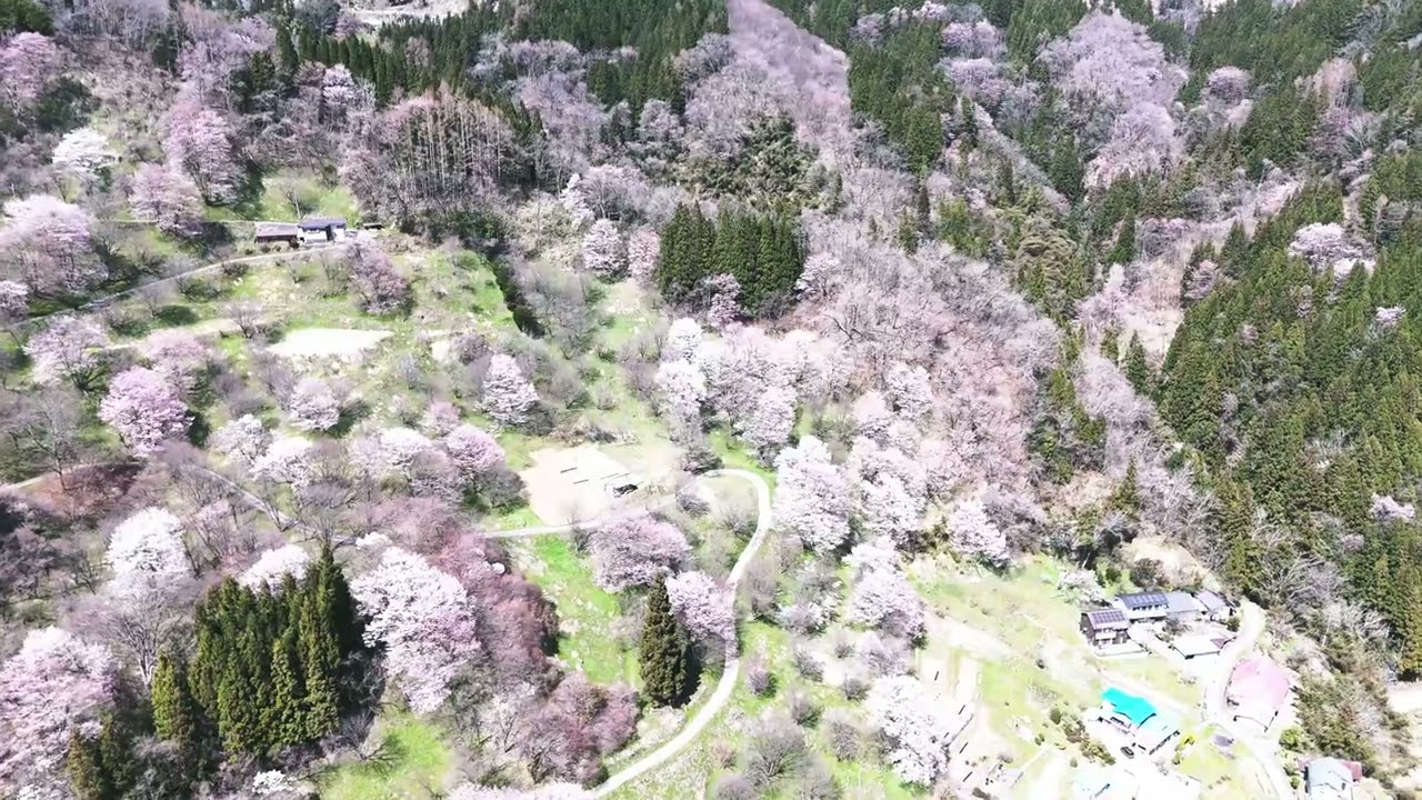 【絶景 4K】日本で最も美しい村 信州小川村二反田の桜🌸2025 The most beautiful village in Japan, Nagano Nitanda cherry blossoms