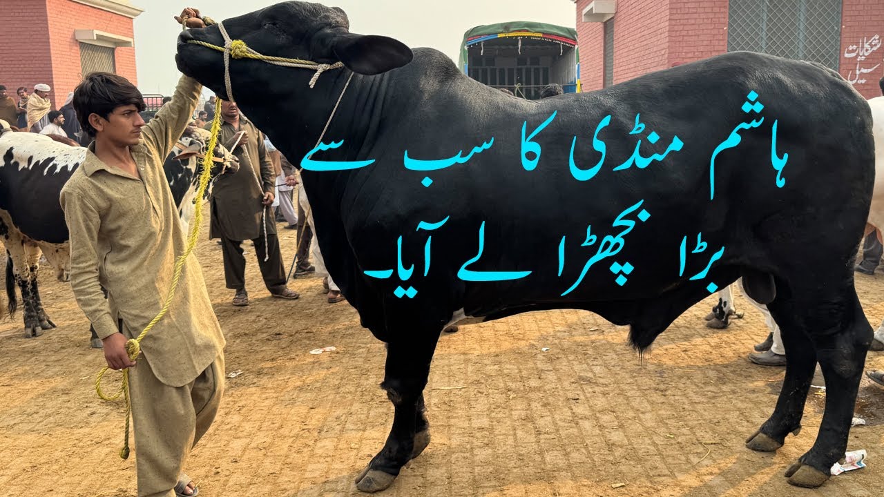 Hashim Ka Sab Farmers ko Challenge Mandi Ka Sab Say Bara Bachra  @SSTvs