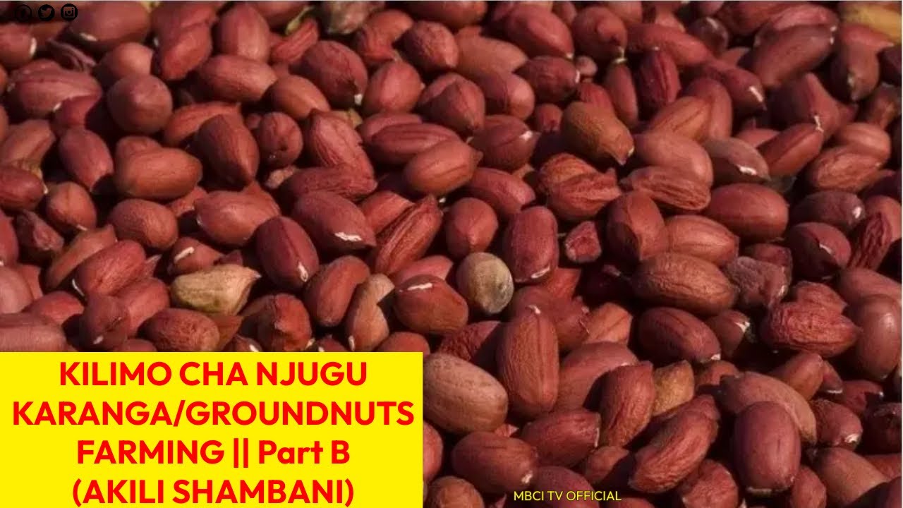 Kilimo cha Njugu Karanga Part B || AKILI SHAMBANI