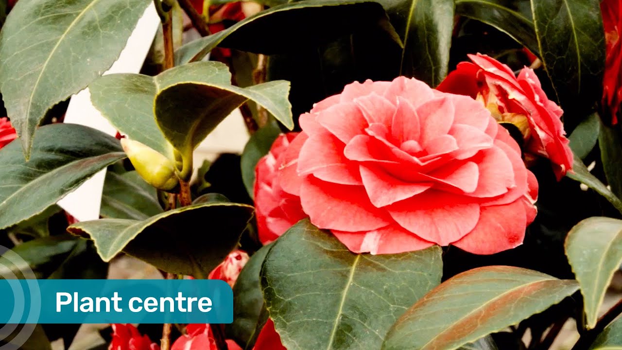 Howell Film &ndash; Plant Centre.