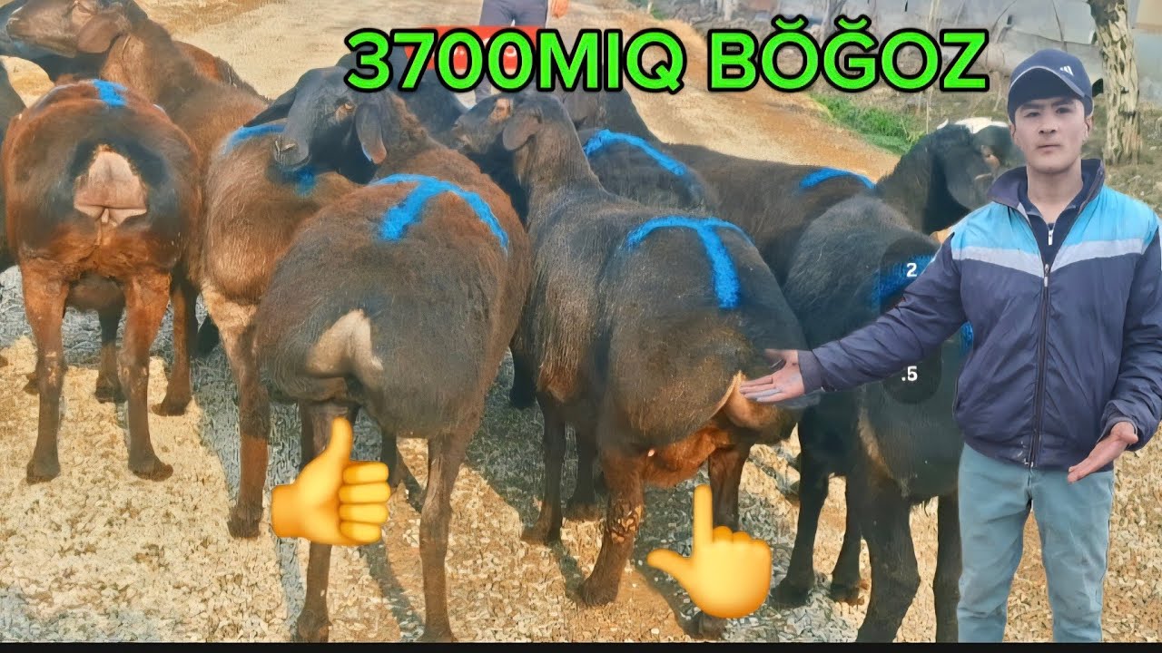 3700miq QŎZI 2 3 KUDA TUĞADIGAN YAQIN BŎĞOZ GEGAT SOVLIQ ZŎRLAR EKAZAKCHI ONA BOL ZŎR