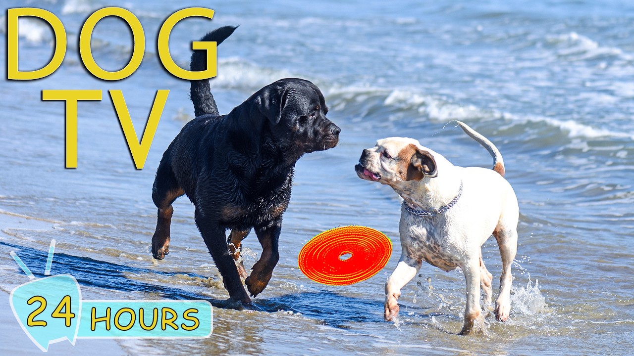 DOG TV: Best Videos for Dogs to Watch When Home Alone Help Relax All Day - Entertain Music for Dogs