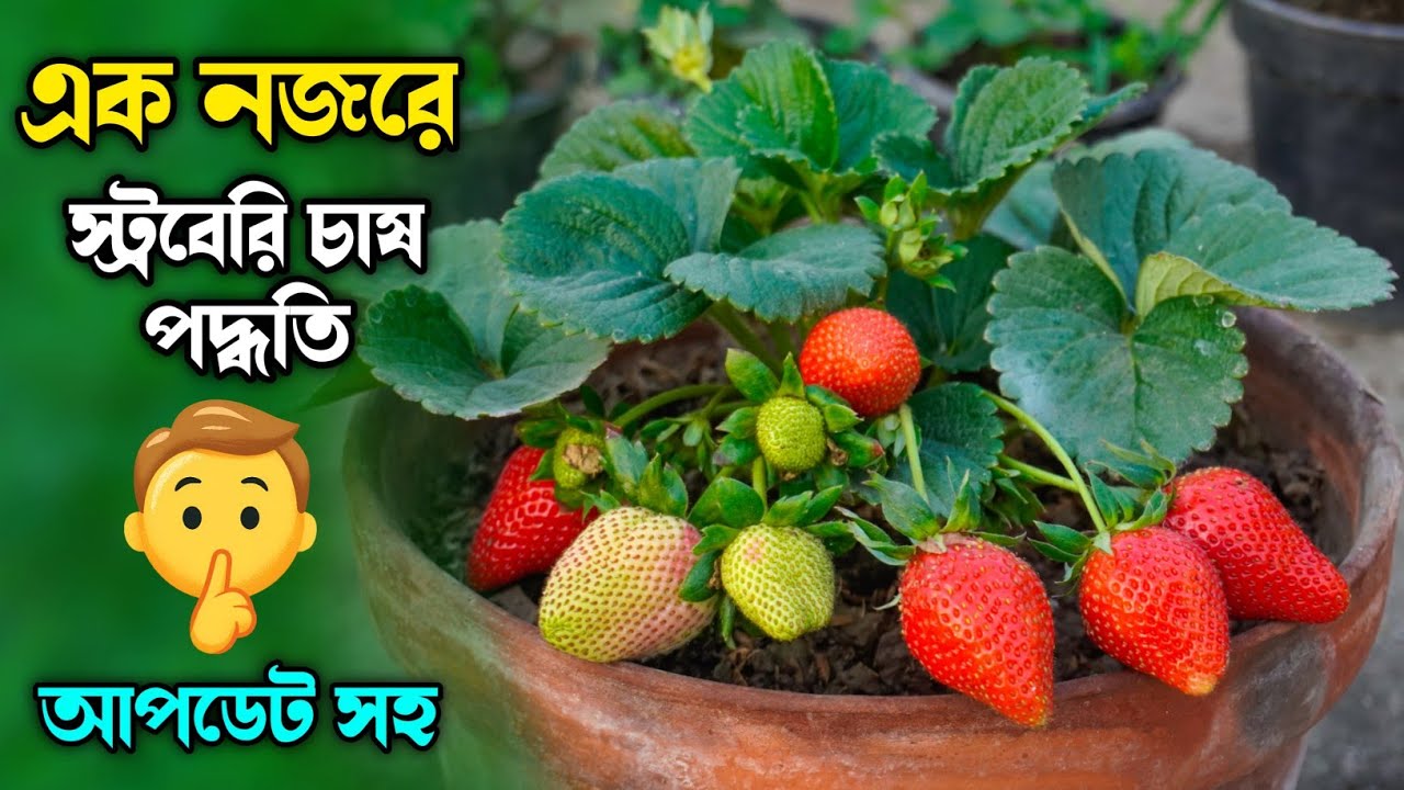 টবে স্ট্রবেরি চাষ পদ্ধতি | স্ট্রবেরী গাছের পরিচর্যা | Growing Strawberries at Home