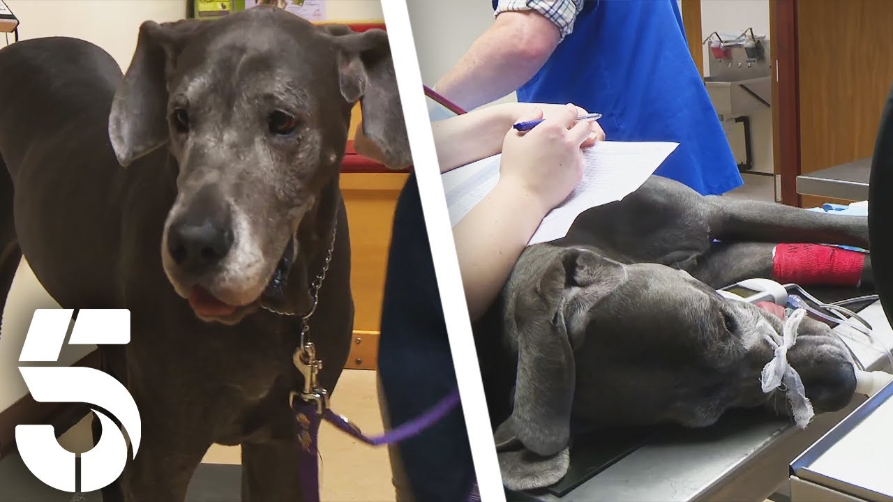 Vet Time For Skye The Great Dane | The Yorkshire Vet | Channel 5