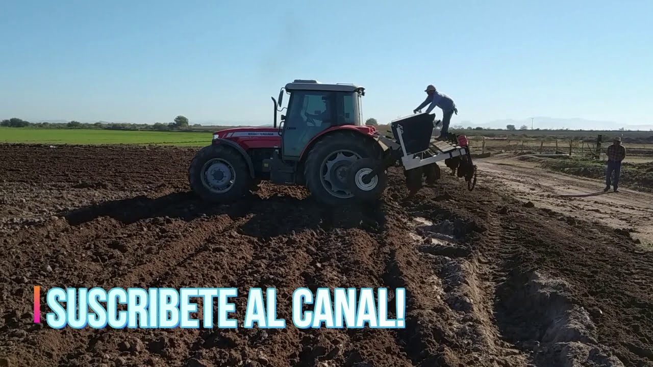 Seguimos sembrando trigo, eficacia del barbecho con arado de discos para control de zacate de lana.