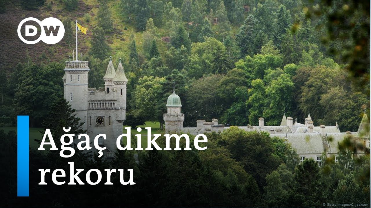 İskoçya geçen yıl 22 milyon ağaç dikti - DW Türkçe