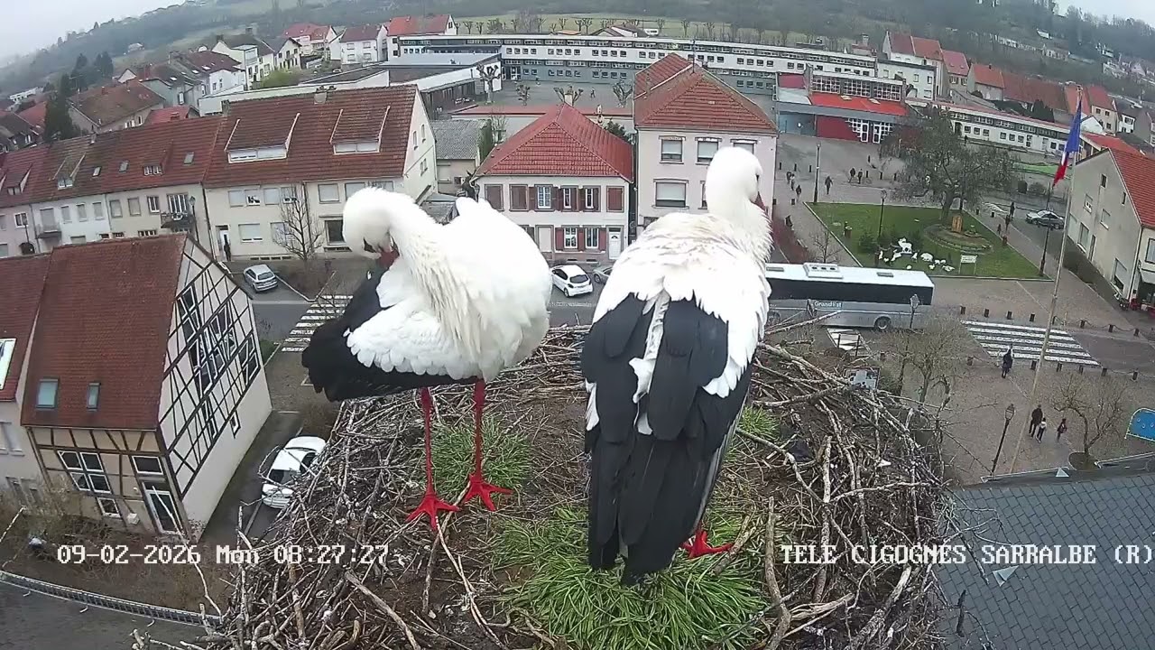 Ville de Sarralbe   Télé Cigognes   Webcam Live Sarralbe, Moselle   Google Chrome 2026 02 09 08 26 1