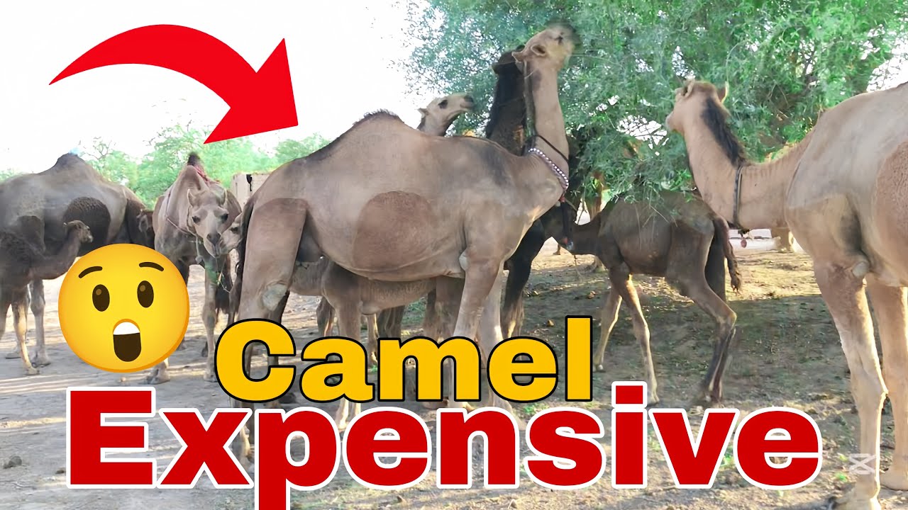 Expensive Camel in My Village Vlog 😱