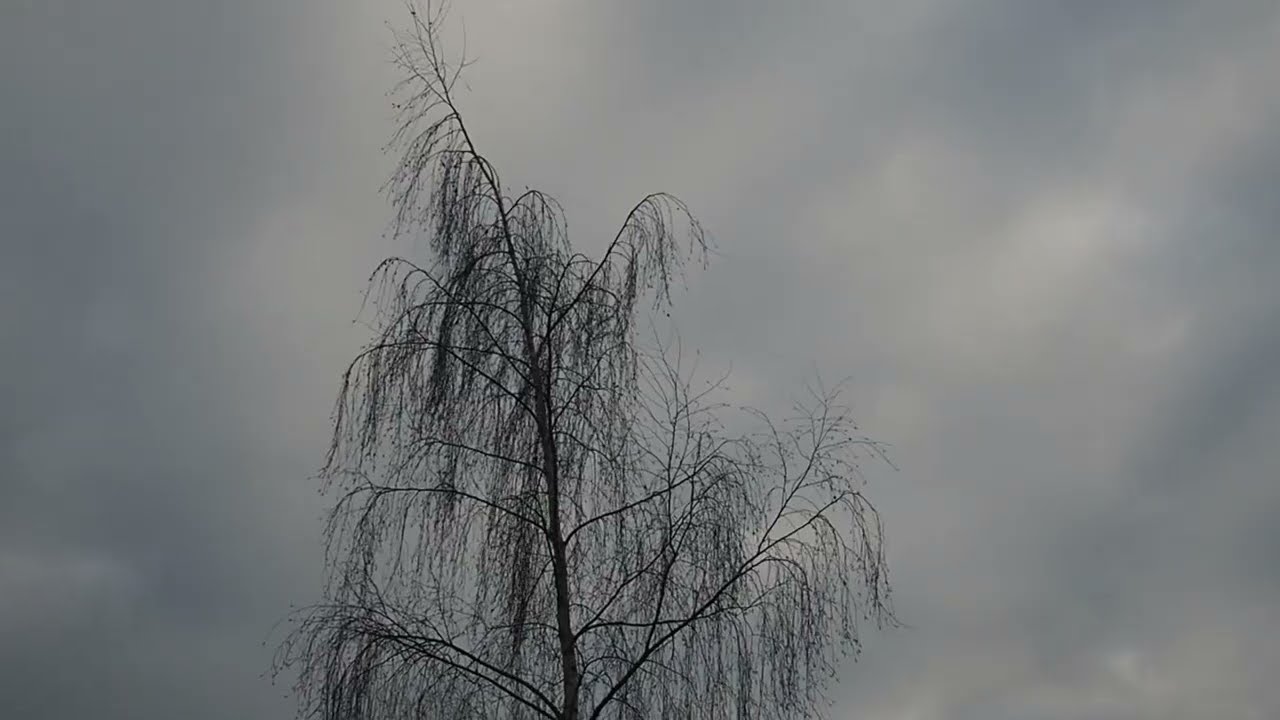 Walking from Gaasperzoom park (Amsterdam) to Abcoude, 3 December 2025