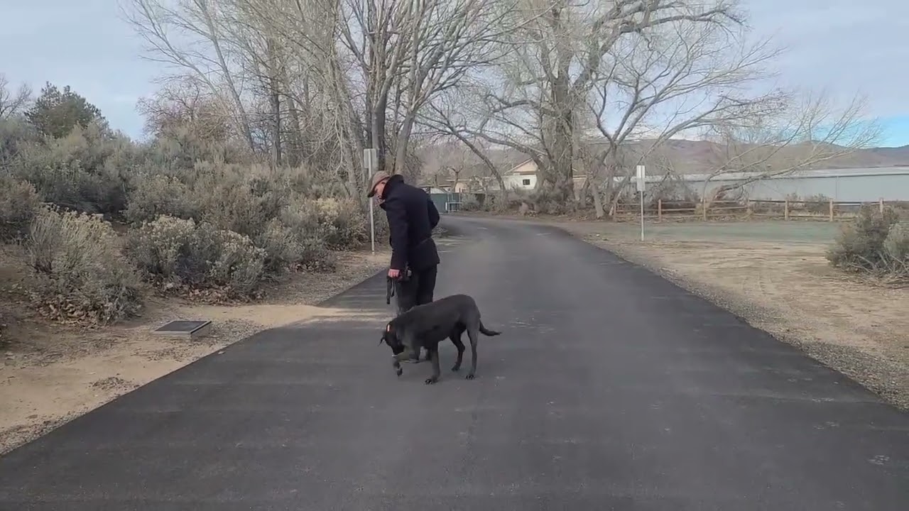 How to Use U Turns to Stop Leash Pulling
