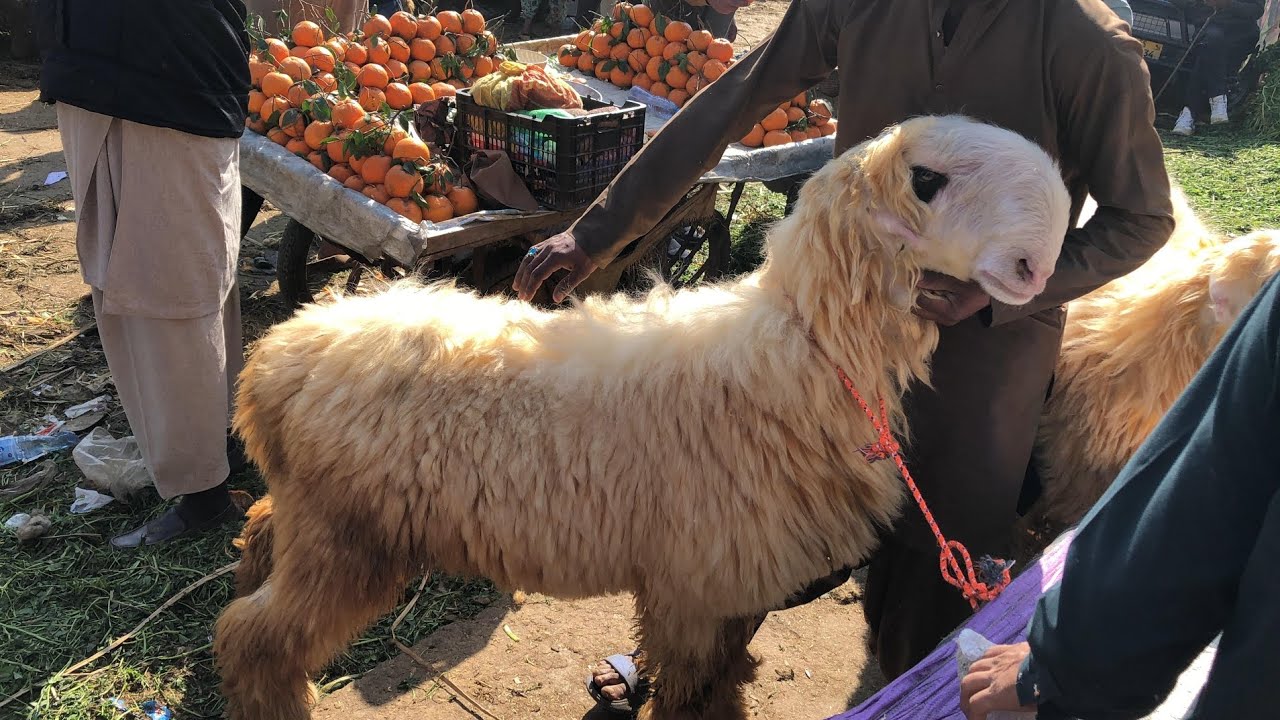 Vvip mundra chatra big frame desi chatra live soda full video dekhien HS GOAT FARM 🐐