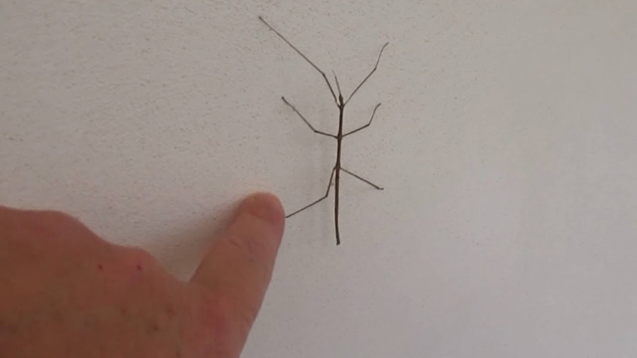 Meraviglie della natura, insetto che sembra un rametto,insetto stecco, Bacillus rossius