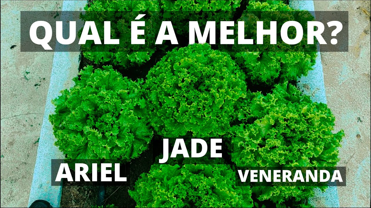 Qual é a MELHOR Alface Crespa?