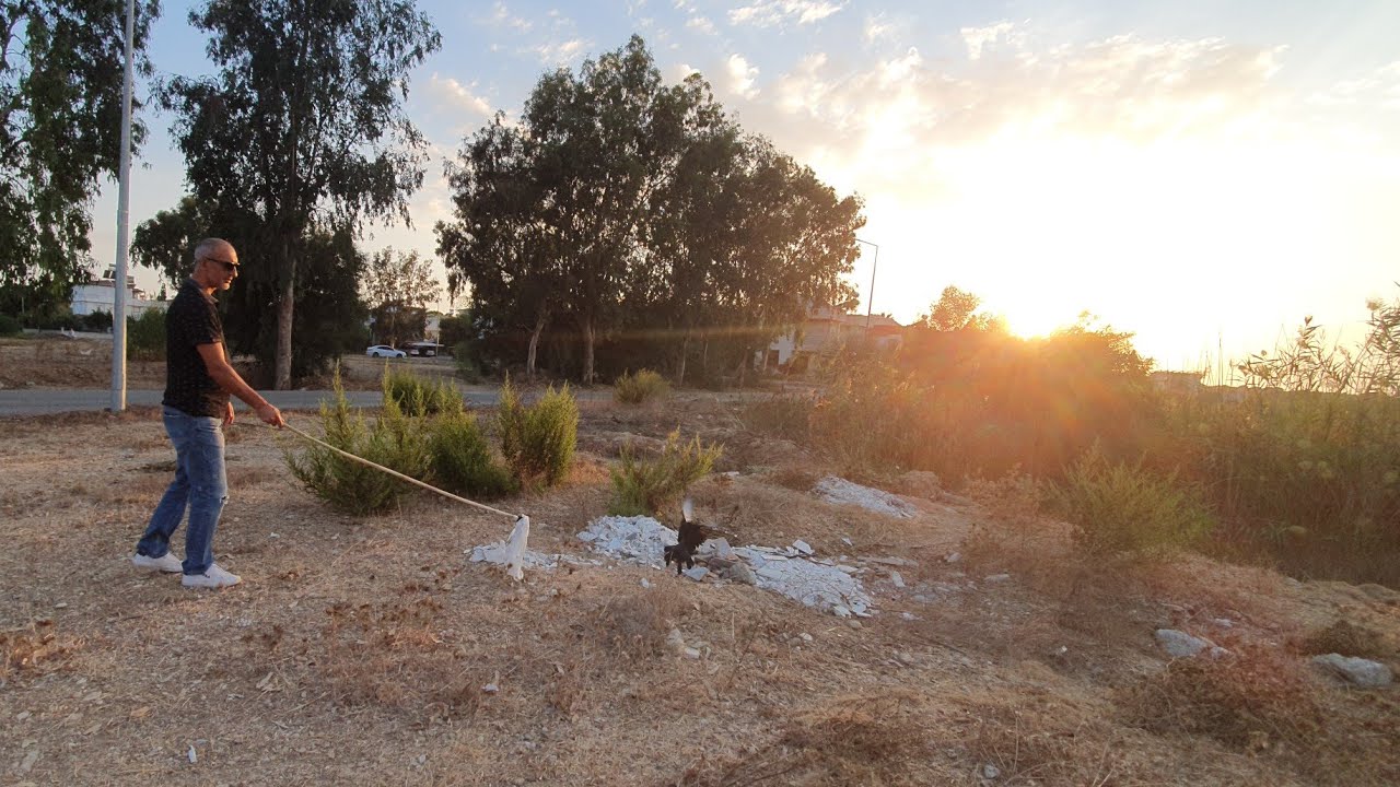 2 Aydır Ortalıkda Görünmeyen Arap Geldi, Sert Taklada Eke Kuşların Söküm Aşaması
