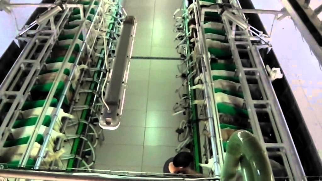 Newmax goat farm Cyprus