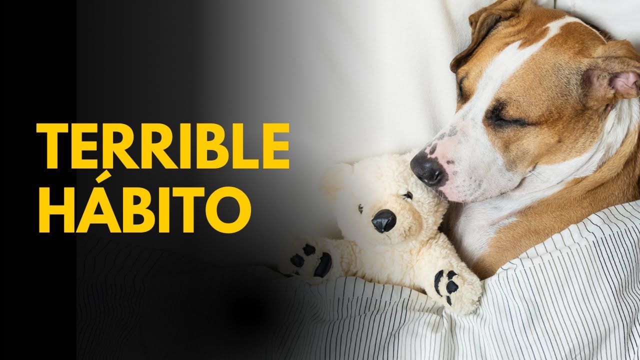 El VERDADERO Motivo Por El Que Tu Perro Quiere Dormir En Tu Cama