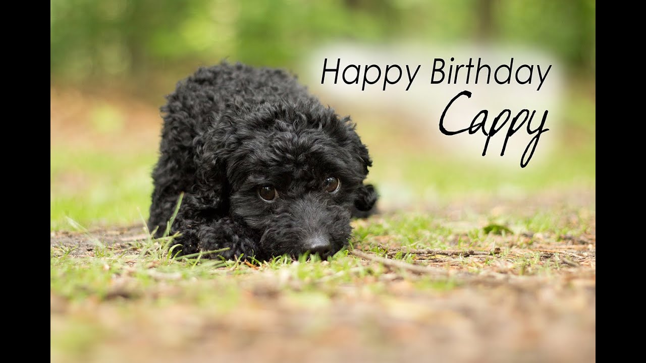 Miniature Poodle Cappy | 3 wonderful Years old ♥