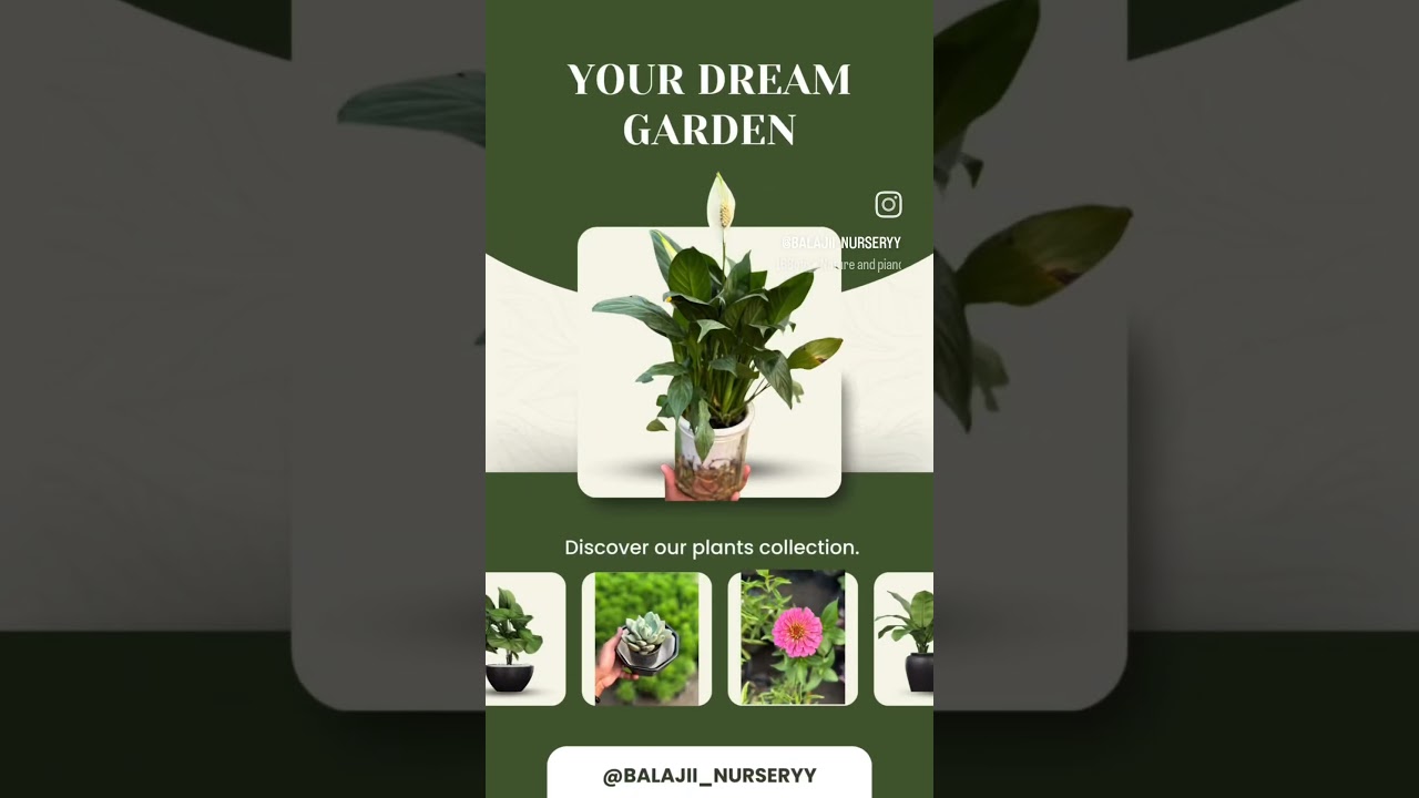 #balajinursery #lucknow #cheapest #cheapestplants #flowers #nursery #plants #youtubeshort
